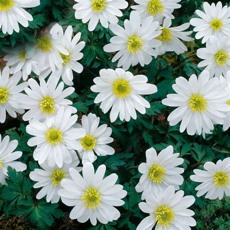 Buy Anemone Blanda White - Grecian Windflower | Free Delivery