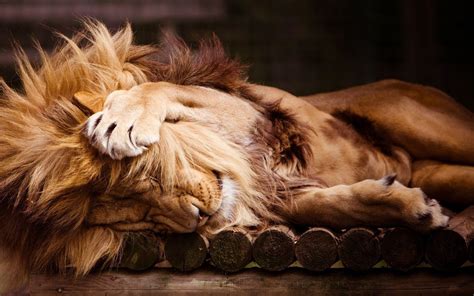 Sleeping Lion - Dell Wallpapers | Ultra HD 4K Wallpapers for Desktop & Mobiles