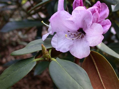 Rhododendrons of Sikkim – Hidden Paradise Adventure Tours