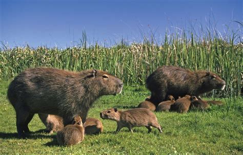 capybara | Description, Behavior, & Facts | Britannica