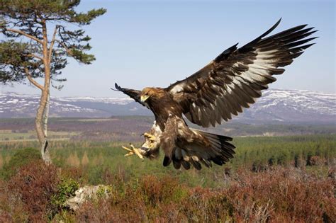 Britain’s birds of prey: The Country Life guide to raptors , #Birds #birdsofpreybritish # ...