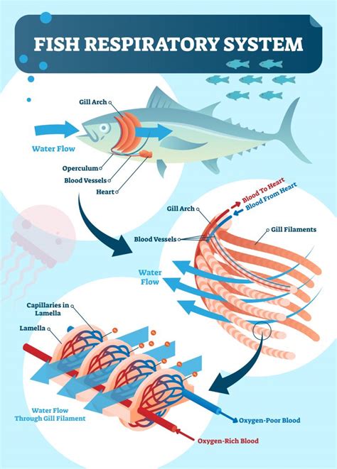 Your Fish Can Drown In Water. Here is Why.