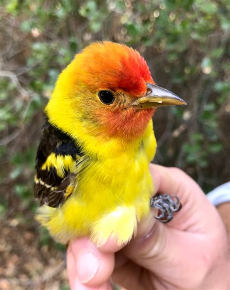 Western Tanager - San Francisco Bay Bird Observatory