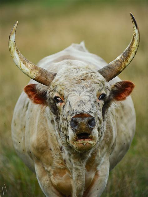 King Bull | Chillingham Wild Cattle | Northumberland