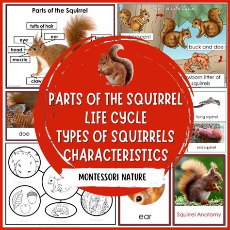 Parts of a Squirrel Life Cycle Pack - Montessori Nature Printables