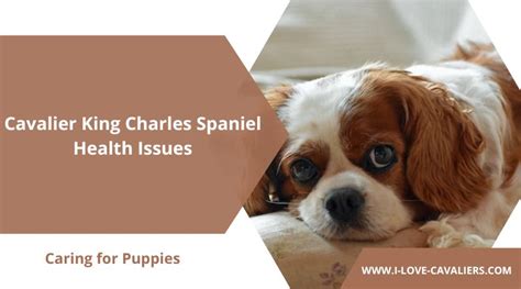 7 Common Cavalier King Charles Spaniel Health Issues