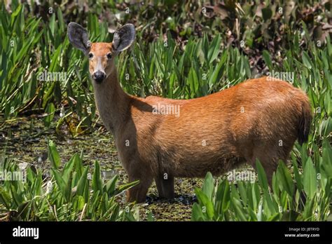 Marsh deer brazil pantanal hi-res stock photography and images - Alamy