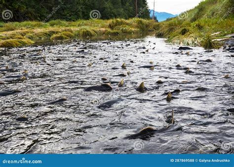 Spawning salmon stock photo. Image of spawning, nature - 287869588