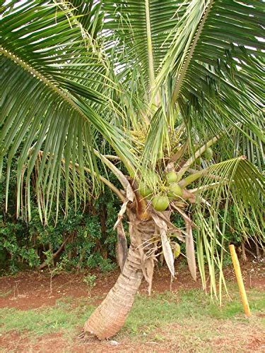 ROYAL LAND Early Bearing High Yielding Hybrid Coconut Live Plant - Dwarf Rare"Macapuno Coconut ...