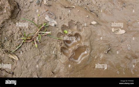 Badger paw hi-res stock photography and images - Alamy