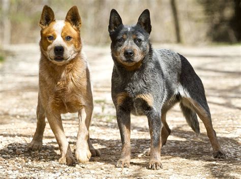 Chiens de troupeau australiens (30 photos): description de la race des guérisseurs ...