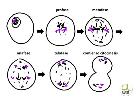 División celular I - Acerca Ciencia