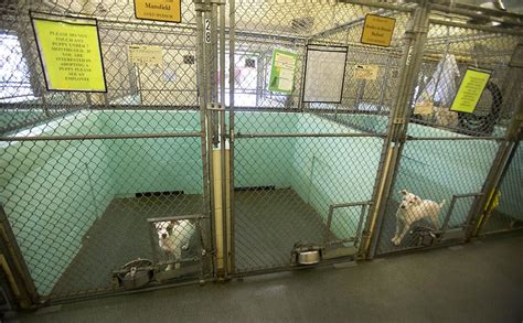 Guilford and Davidson County animal shelters fined $300,000 for animal abuse | News | greensboro.com