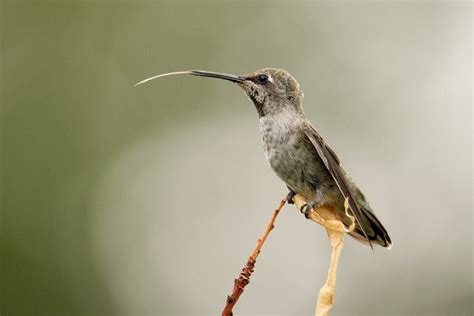 How Do Hummingbirds Use Their Tongues and Beaks? - Birds and Blooms