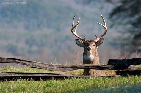 Professional Whitetail Deer Photography | Matt Hansen