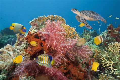 Saving the World's Coral, One Reef at a Time | Robert Osborne