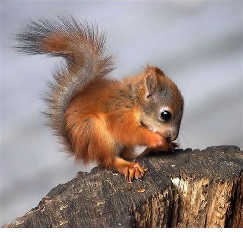 Wildwood Baby red squirrel | Visit Kent | Flickr