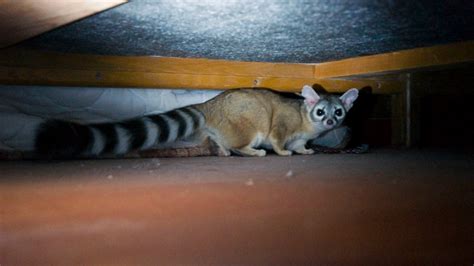 The Cutest US Mammal You’ve Probably Never Seen - Cool Green Science