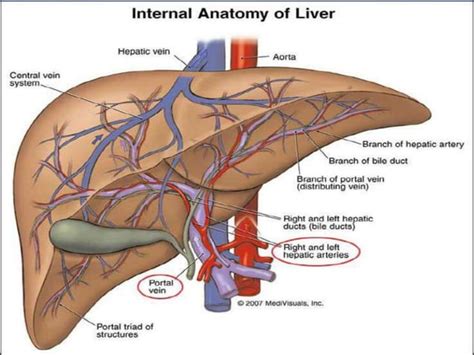 Enterohepatic circulation and Hepatic Portal circulation