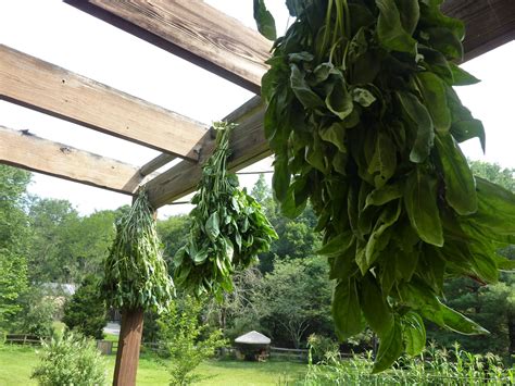 The Culinary Herb Farm: Drying Herbs