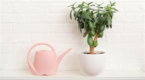 How Much and How Often Should You Water Jade Plants?