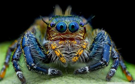 Free download Download Jumping Spider Macro Insect HD Wallpaper ...