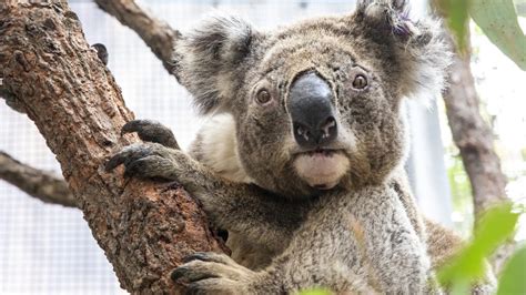 Dozens of Koalas Dead After Their Australian Habitat Is Bulldozed