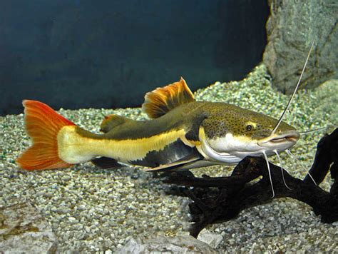 red tail catfish 5 inches aquarium fish FOR SALE ADOPTION from Maharashtra Greater Mumbai ...