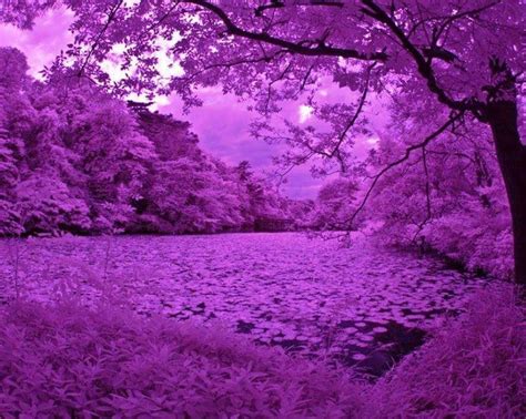 purple scenery - Google Search | Beautiful landscapes, Blurred ...