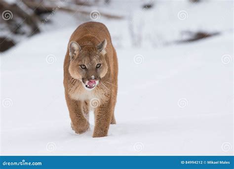 Mountain Lion Stalking Towards His Prey Stock Photography ...