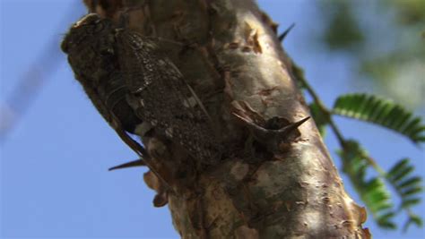 african cicada making noise Stock Footage Video (100% Royalty-free) 17795437 | Shutterstock