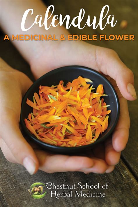 Calendula’s Uses: A Medicinal & Edible Flower | Chestnut School ...