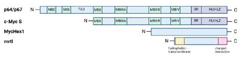 Schematic representation of the protein structures encoded by the c-Myc ...