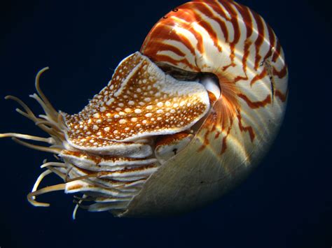 Numbering the Nautiluses: The Quest to Save A Living Fossil | Nautilus, Sea creatures, Living fossil