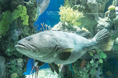 Opening of Ripley's Aquarium in Toronto