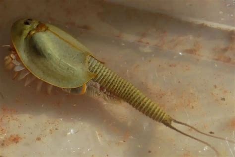 Triops Aquarium Care: Hatching, Tank Setup & Diet (Complete Guide 2022)