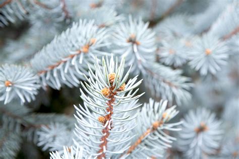 How to Grow and Care for Colorado Blue Spruce