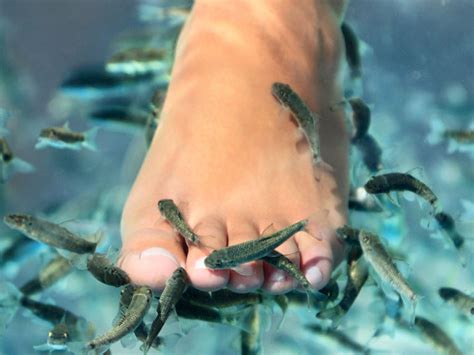 Fish Pedicure | Ecouterre