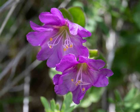 Nyctaginaceae – MonFlora