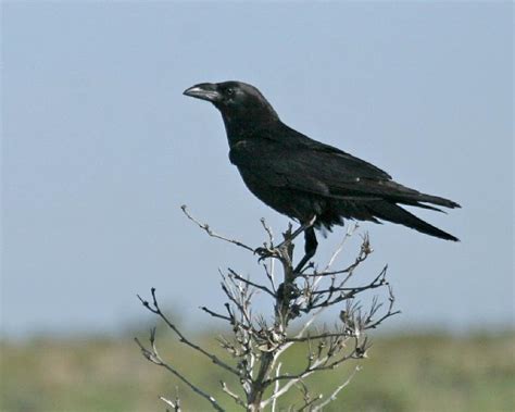 Chihuahuan Raven photos | Birdspix