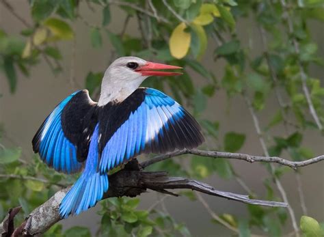 Cape Verde - National animal - Grey-headed Kingfisher | Kungsfiskare, Kenya, Fåglar