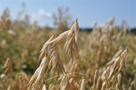 Reaching the Harvest in the Field, Growing Oats Harvesting Stock Photo ...