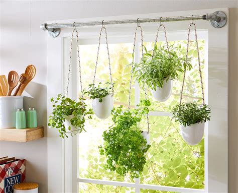 Hang Your Herbs Over a Window for Full Sun and Easy Access | Hanging plants indoor, Hanging ...