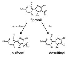 Fipronil metabolism (Reproduced from [7]) | Download Scientific Diagram