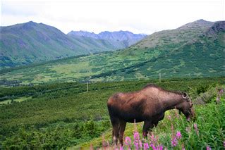 Polish Moose | Anchorage Alaska | Raymond Bucko, SJ | Flickr