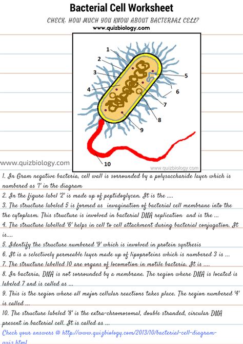 Shapes Of Bacteria Worksheet