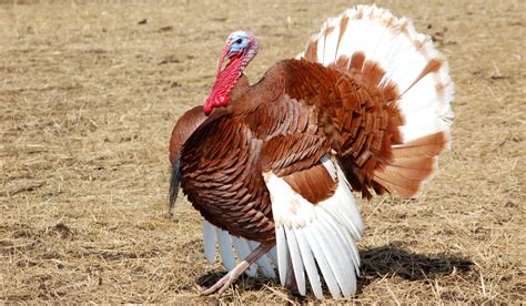 8 Friendliest Turkey Breeds for Your Farm - The Hip Chick