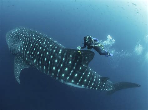 Something Like Whale Shark Skin // Richard Mavis dot info