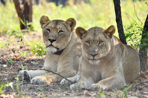 Emergency funding for lion conservation | Lion Recovery Fund