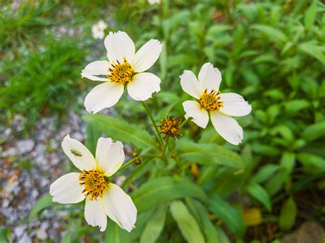 Arizona Beggarticks Flower Stock Photo - Download Image Now - Agricultural Field, Apache Culture ...